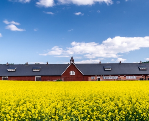 Rapsfält i Kaxholmen
